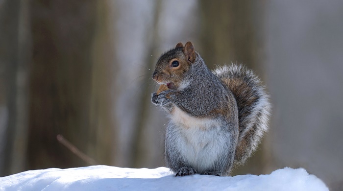 Squirrel eating nut on snow