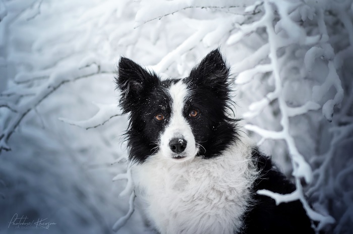 Border Collie dog in a snowy forest