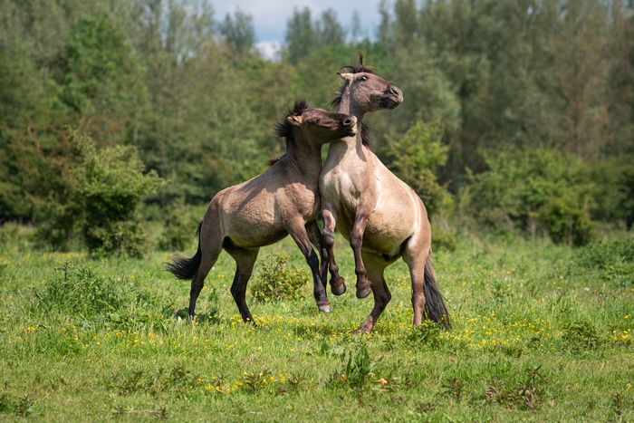 Two horses fighting in a field