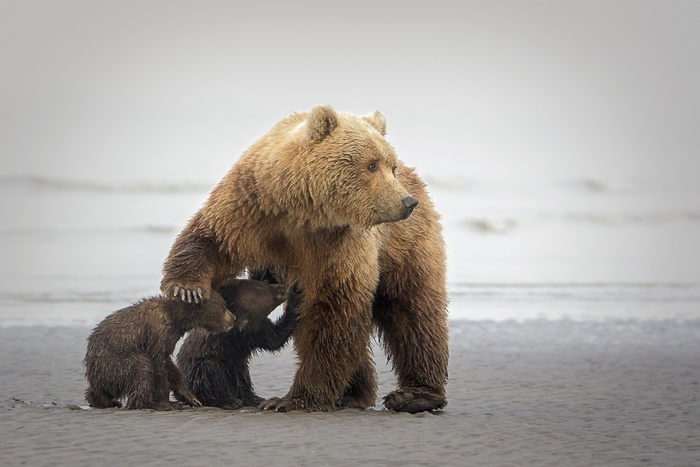 Mother Bear nursing cubs on a beach
