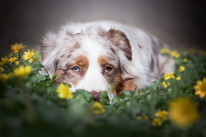 Australian Shepherd dog with heterochromia lying in flowers