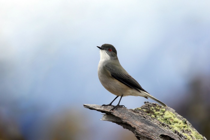 Bird with red eye on a branch