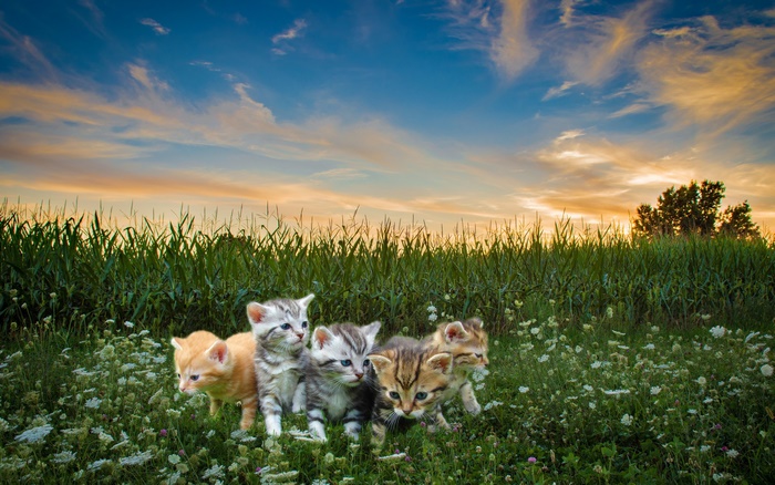 Kittens in a field at sunset