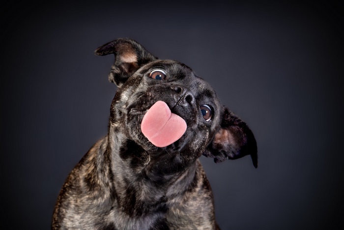 Brindle French Bulldog Licking Its Nose