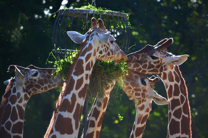 Four giraffes eating from a feeder
