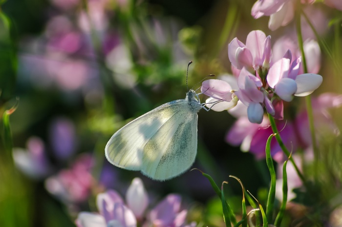 White butterfly on pink flowers
