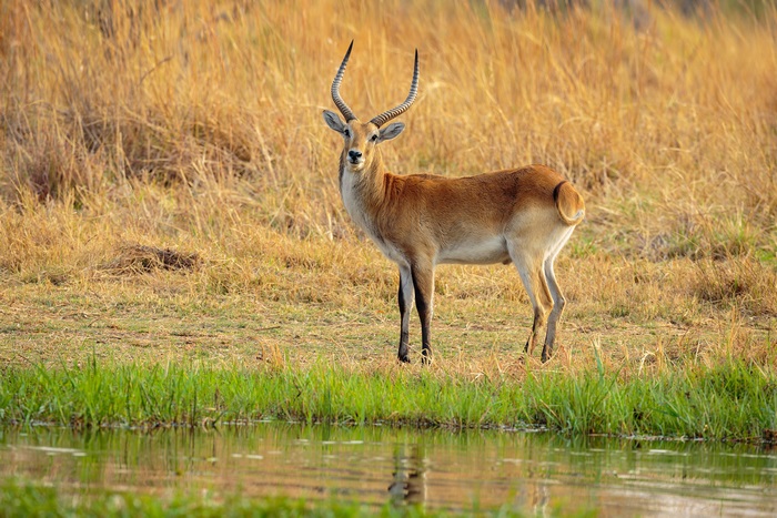 Antelope standing by water in tall grass