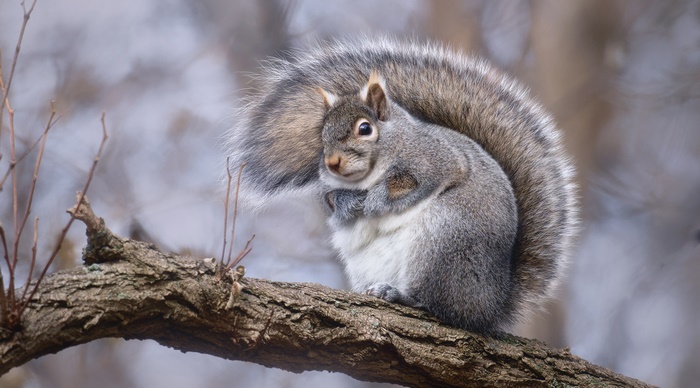 Squirrel perched on a tree branch