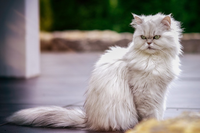 Fluffy white Persian cat with green eyes