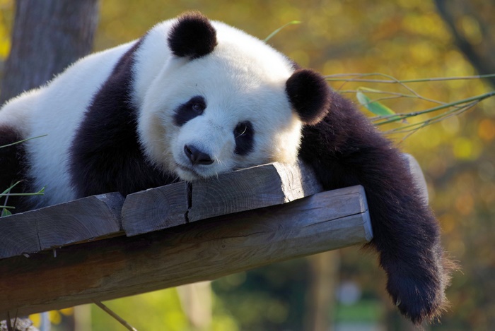 Panda resting on wooden platform