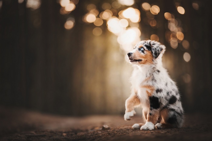 Australian Shepherd Puppy with Blue Eyes