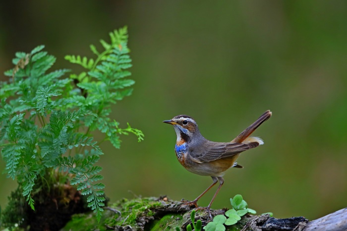 Bluethroat bird perched on mossy log near fern