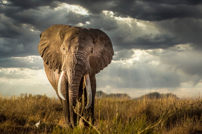 Elephant in a field with stormy sky