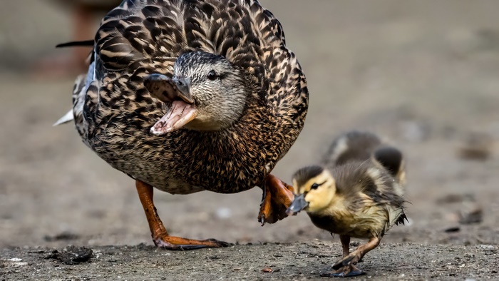 Mother Duck and Duckling Walking