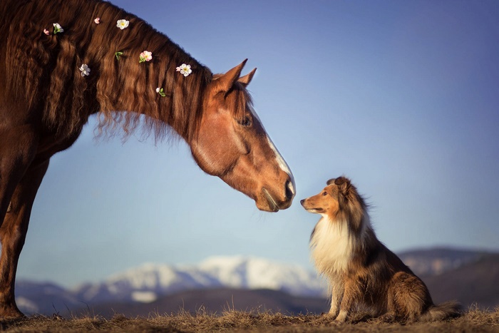 Horse with flowers in mane and Shetland Sheepdog