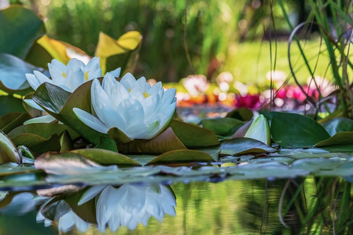 White Water Lilies on a Pond with Reflections