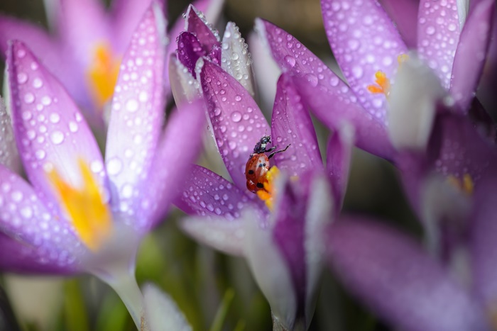 Ladybug on a wet purple crocus flower