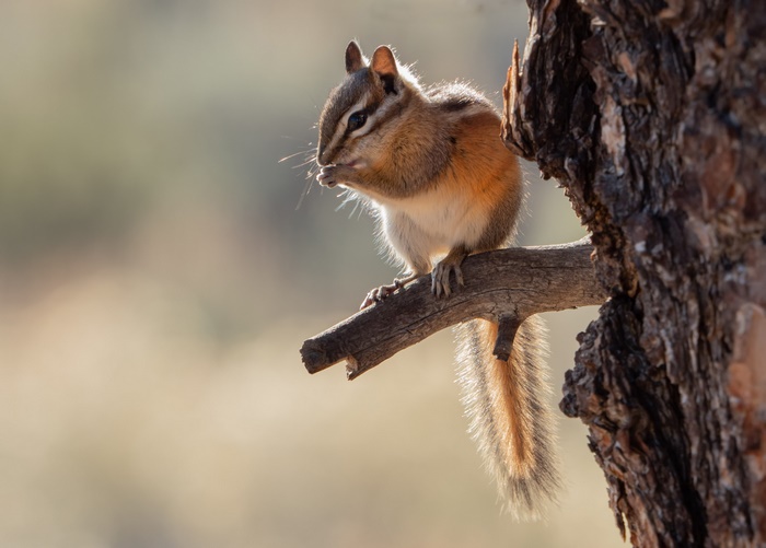 Chipmunk eating on a tree branch
