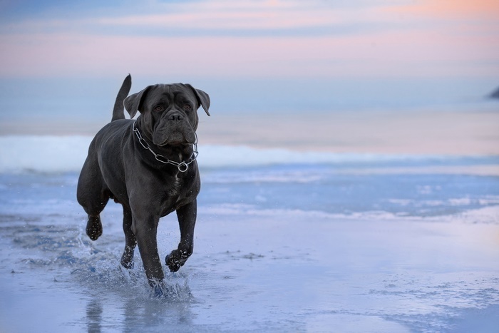 Cane Corso dog running on a beach