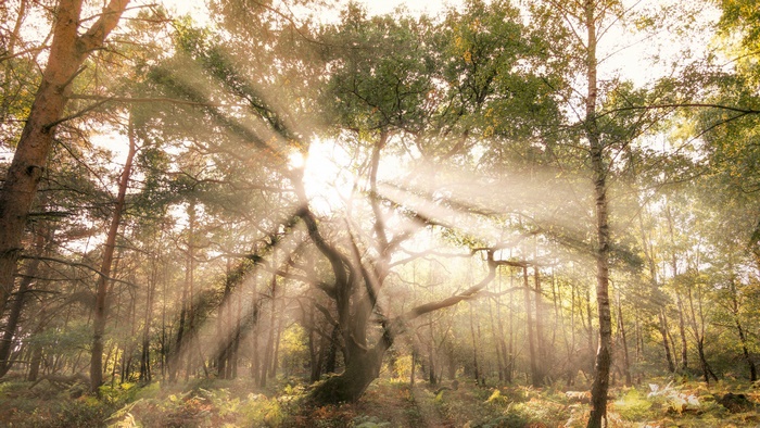 Sunbeams filtering through trees in a forest