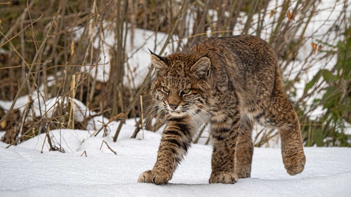 Lynx in Snowy Wildlife Scene 4K