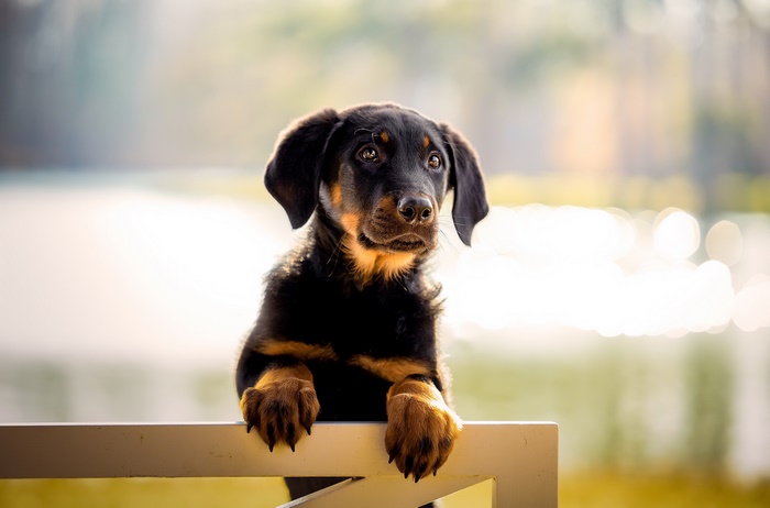 Puppy resting paws on a fence