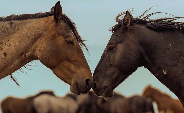Two horses touching noses