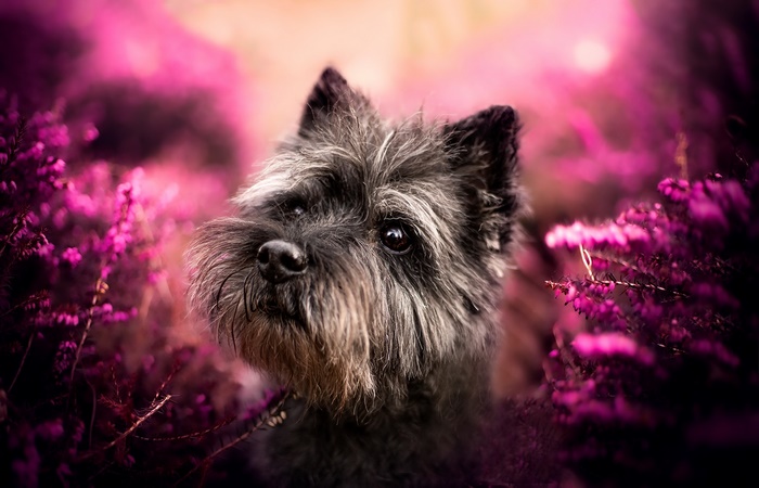 Cairn Terrier dog in purple heather flowers