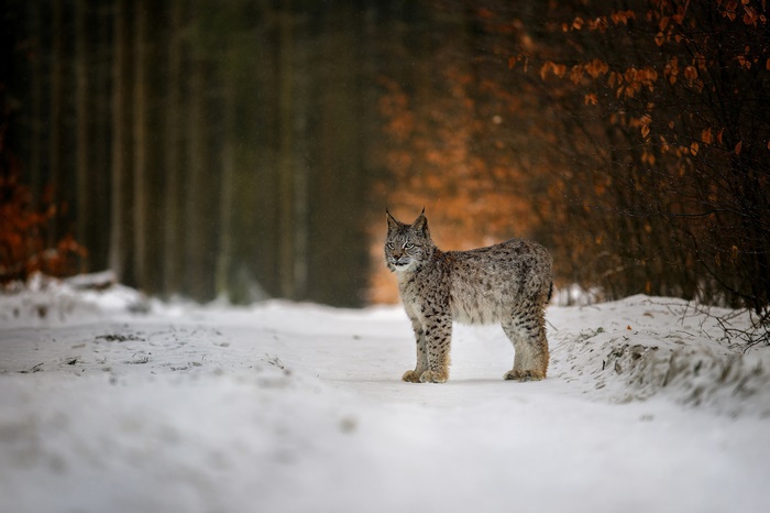 Lynx standing on a snowy path in a forest