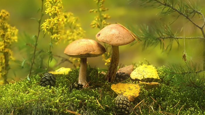Two mushrooms on moss with pine cones and yellow flowers