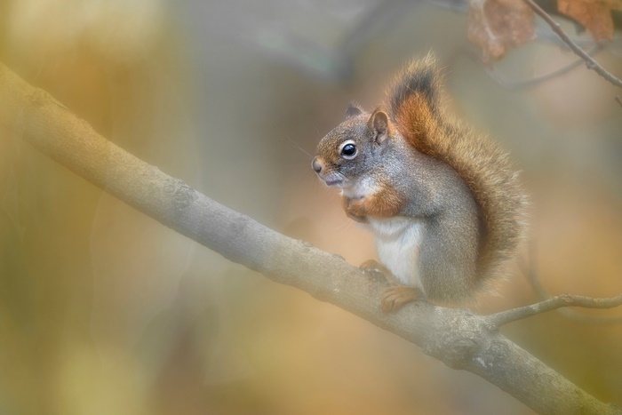 Red squirrel perched on a branch in soft light