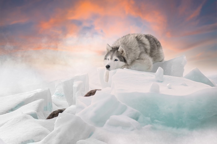 Husky dog resting on ice floes at sunset