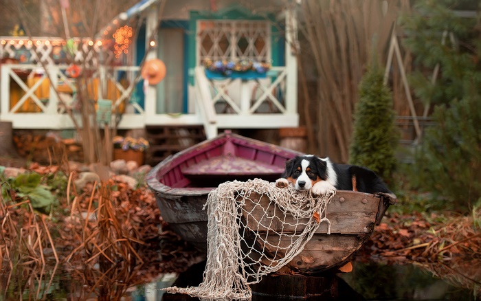 Australian Shepherd dog in a boat with fishing net