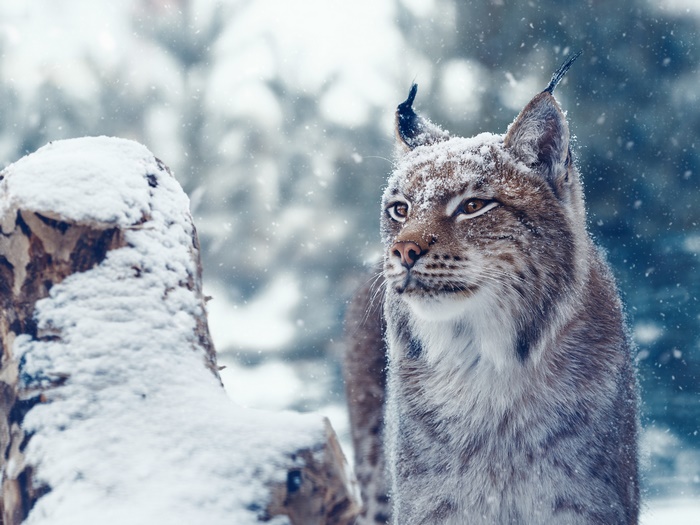 Lynx in a snowy forest