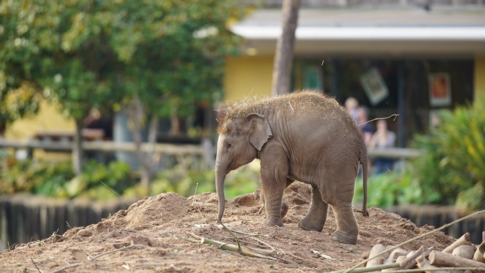 Baby Elephant in Zoo Enclosure