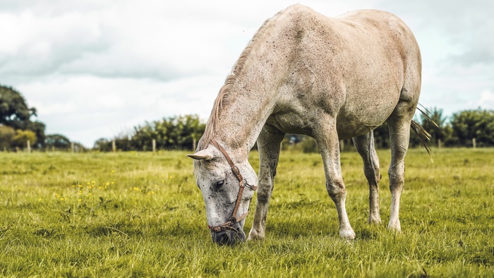 White speckled horse grazing in a field 4K