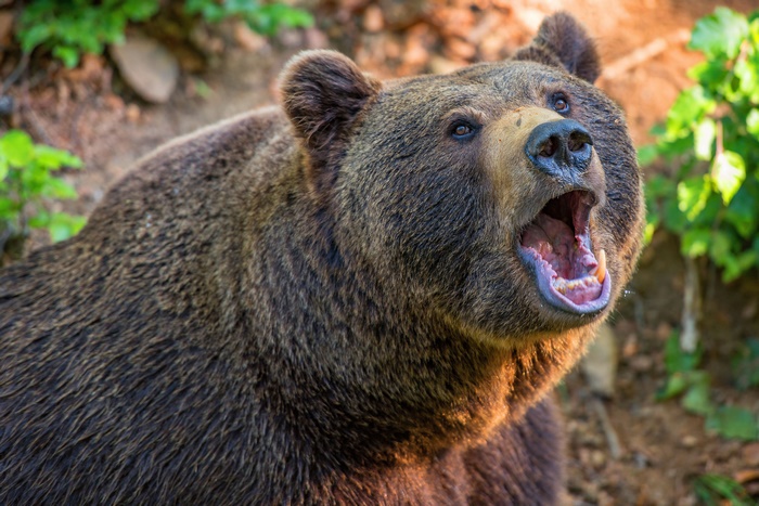 Brown Bear with Mouth Open in Forest