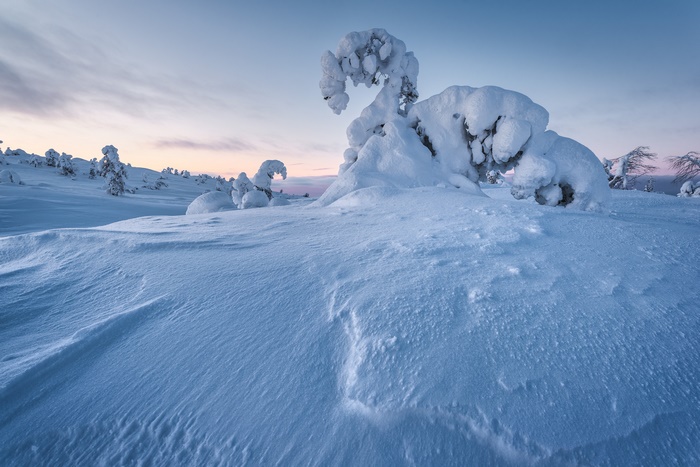 Snow-covered trees in a winter landscape at dawn
