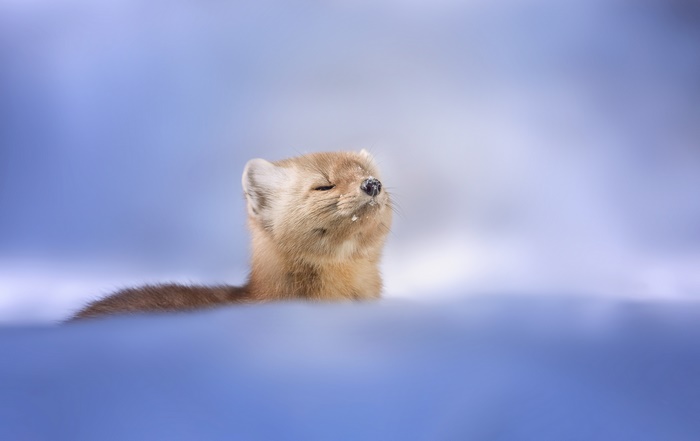 Marten in the snow