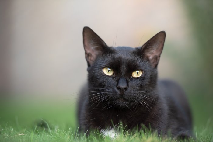 Black Cat 4K