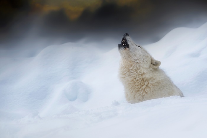White wolf howling in the snow