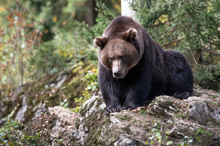 Brown Bear Sitting on Rocks in Forest