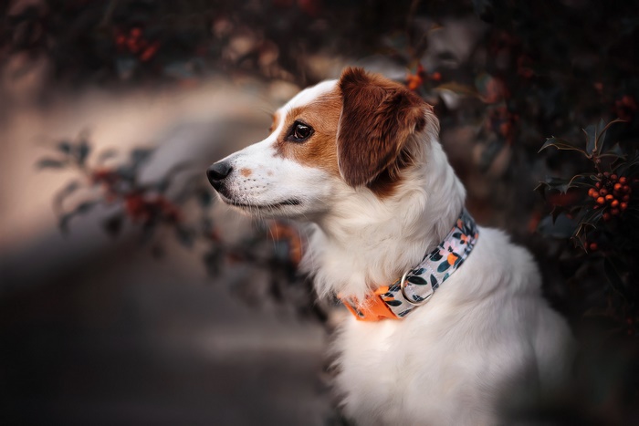 Dog wearing a floral collar outdoors