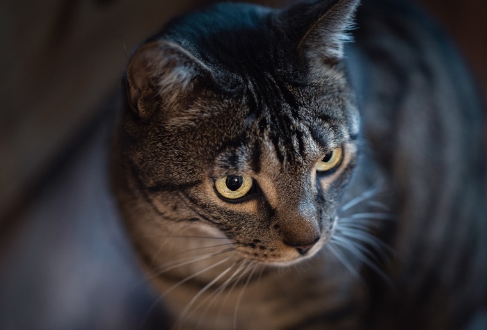 Close-up of a tabby cat's face