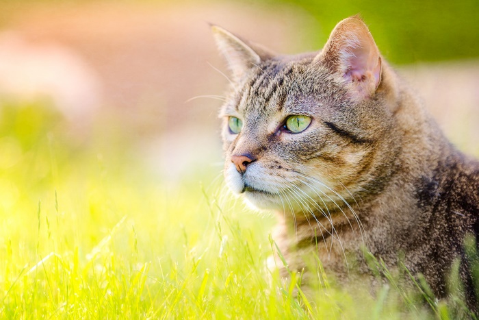 Tabby cat with green eyes in grass