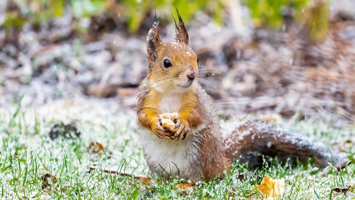 Squirrel eating food in the snow