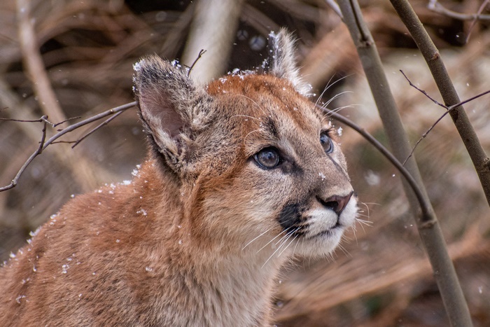 Baby Cougar Cub in Snow