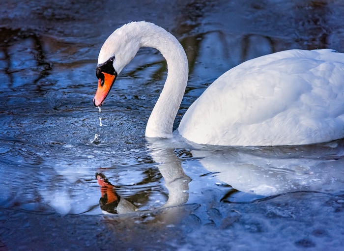 Mute Swan swimming in water with reflection