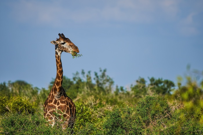 Giraffe eating leaves in a savanna