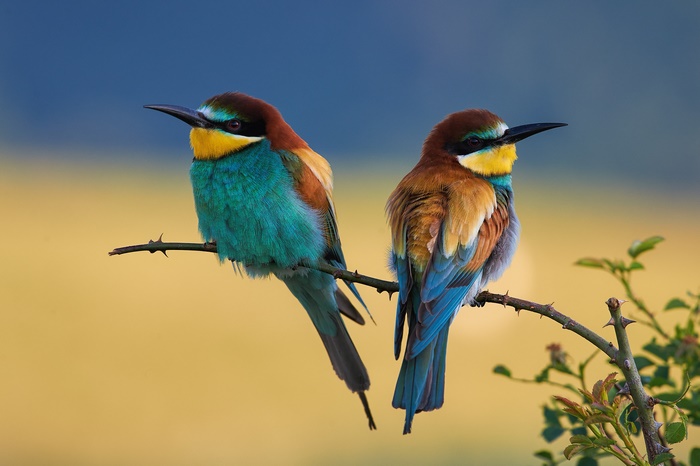 Two European Bee-eaters perched on a thorny branch